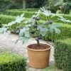 UK Hardy Fig Tree | 'Brown Turkey' 2 UK Hardy Fig Tree | 'Brown Turkey' -Roots turnkey brown fig
