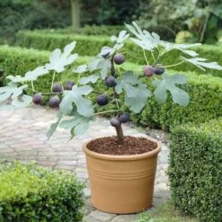 The 3 Best Fruits To Grow In Pots | Nectarine, Fig & Blueberry 11 The 3 Best Fruits To Grow In Pots | Nectarine, Fig & Blueberry -Roots turnkey brown fig de6d1d23 89b0 44cf 8746 f13eb9b3e648
