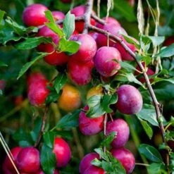 The 3 Top Performing Fruit Trees To Grow In The UK | Apple, Pear & Plum 9 The 3 Top Performing Fruit Trees To Grow In The UK | Apple, Pear & Plum -Roots victoria plum tree 2 6a6ffe5f 3f01 456a 914a 199eaacd020f