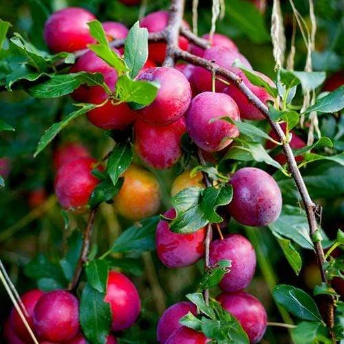 The 3 Top Performing Fruit Trees To Grow In The UK | Apple, Pear & Plum 5 The 3 Top Performing Fruit Trees To Grow In The UK | Apple, Pear & Plum - Image 3