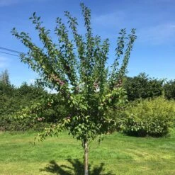 3 Super Easy To Grow Fruit Trees | Apple, Fig & Plum 16 3 Super Easy To Grow Fruit Trees | Apple, Fig & Plum -Roots victoriaplumyoungtree 374b3197 2b25 4629 951c 4dbfc0e4e568
