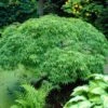 Green Weeping Japanese Maple Tree | Acer Palmatum 'Dissectum Viride' 1 Green Weeping Japanese Maple Tree | Acer Palmatum 'Dissectum Viride' -Roots viride 1