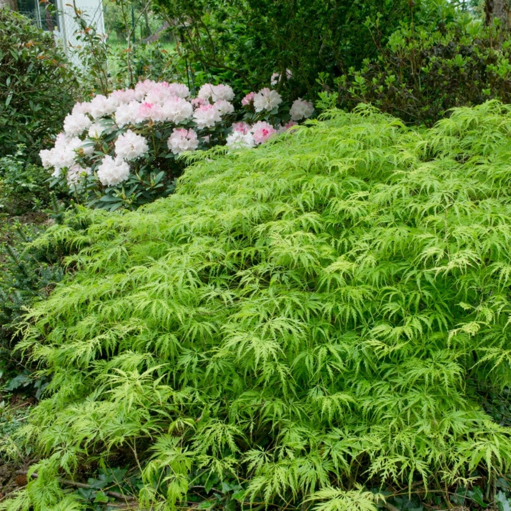 Green Weeping Japanese Maple Tree | Acer Palmatum 'Dissectum Viride' 4 Green Weeping Japanese Maple Tree | Acer Palmatum 'Dissectum Viride' - Image 2