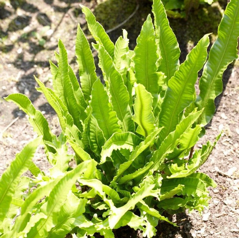 Narrow Buckler Fern | Phyllitis Angustifolia 3 Narrow Buckler Fern | Phyllitis Angustifolia