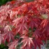 Red Japanese Maple Tree | Acer Palmatum 'Red Emperor' 2 Red Japanese Maple Tree | Acer Palmatum 'Red Emperor' -Roots visi108671