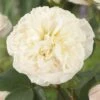 'Joie De Vivre' Floribunda Rose 1 'Joie De Vivre' Floribunda Rose -Roots visi116095 joie de vivre