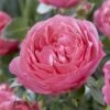 'Flora Colonia' Shrub Rose 1 'Flora Colonia' Shrub Rose -Roots visi116236 flora colonia