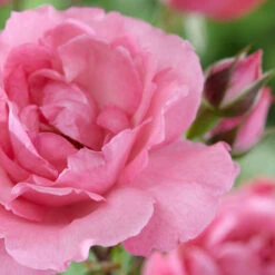 'Palace Tabor' Patio Shrub Rose 10 'Palace Tabor' Patio Shrub Rose -Roots visi116302 tabor