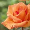 'Scent From Heaven' Climbing Rose 2 'Scent From Heaven' Climbing Rose -Roots visi116444 scent from heaven