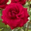 'Lucky Stars' Patio Shrub Rose 2 'Lucky Stars' Patio Shrub Rose -Roots visi116453 lucky stars