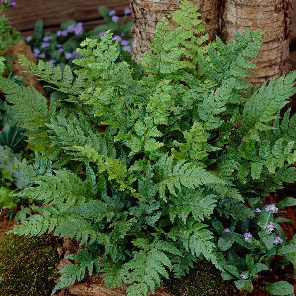 Black Wood Fern | Dryopteris Atrata 3 Black Wood Fern | Dryopteris Atrata