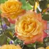 'Bright Smiles' Floribunda Rose 1 'Bright Smiles' Floribunda Rose -Roots visi129383 bright smiles
