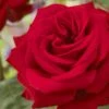'Joyful Birthday' Hybrid Tea Rose 2 'Joyful Birthday' Hybrid Tea Rose -Roots visi129388 joyful birthday
