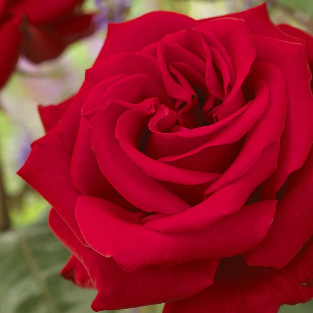 'Joyful Birthday' Hybrid Tea Rose 3 'Joyful Birthday' Hybrid Tea Rose