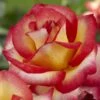 'Firebird' Floribunda Rose 1 'Firebird' Floribunda Rose -Roots visi129505 firebird