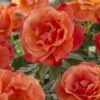 'Lady Love' Hybrid Tea Rose 2 'Lady Love' Hybrid Tea Rose -Roots visi129527 lady love
