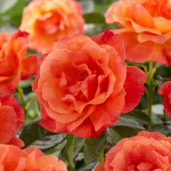 'Patio Hit Nikoline' Patio Shrub Rose 6 'Patio Hit Nikoline' Patio Shrub Rose -Roots visi129527 nicoline