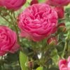 'Thank You' Groundcover Rose -Roots visi129805 thank you