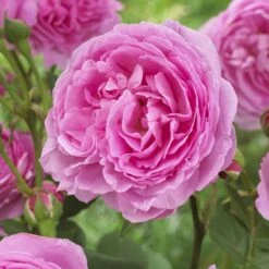 'Pink Martini' Hybrid Tea Rose 8 'Pink Martini' Hybrid Tea Rose -Roots visi129959 pink martini