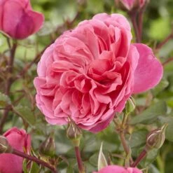 'Pure Poetry' Hybrid Tea Rose 8 'Pure Poetry' Hybrid Tea Rose -Roots visi130078 pure poetry