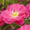'A Rose For Heather' Climbing Rose 1 'A Rose For Heather' Climbing Rose -Roots visi130126 heather