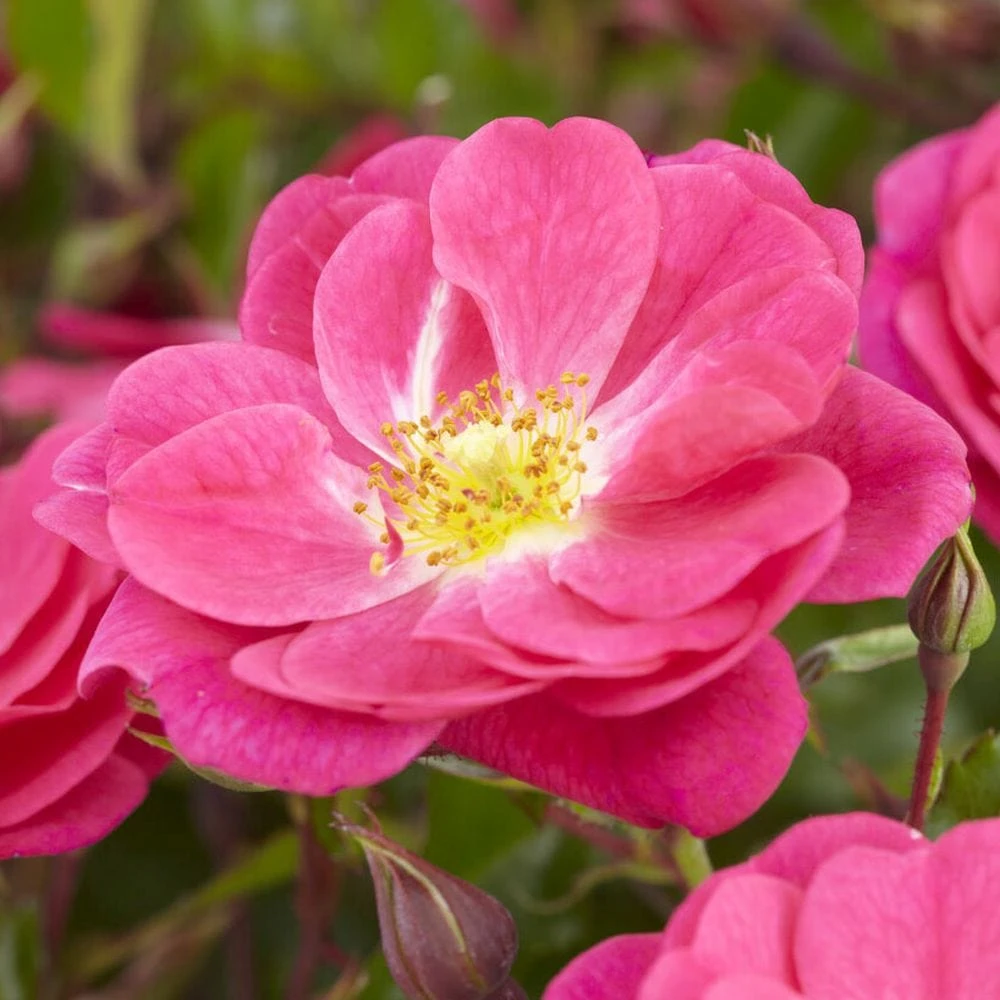 'A Rose For Heather' Climbing Rose 3 'A Rose For Heather' Climbing Rose