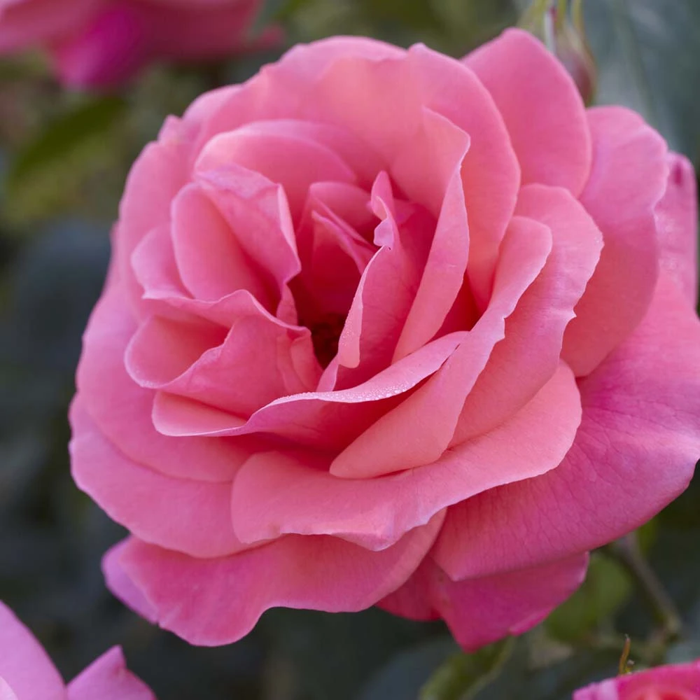'Valentine Heart' Floribunda Rose 3 'Valentine Heart' Floribunda Rose