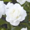 'Alaska' Climbing Rose 1 'Alaska' Climbing Rose -Roots visi130339 alaska