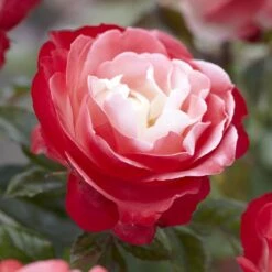 'Nostalgia' Hybrid Tea Rose
