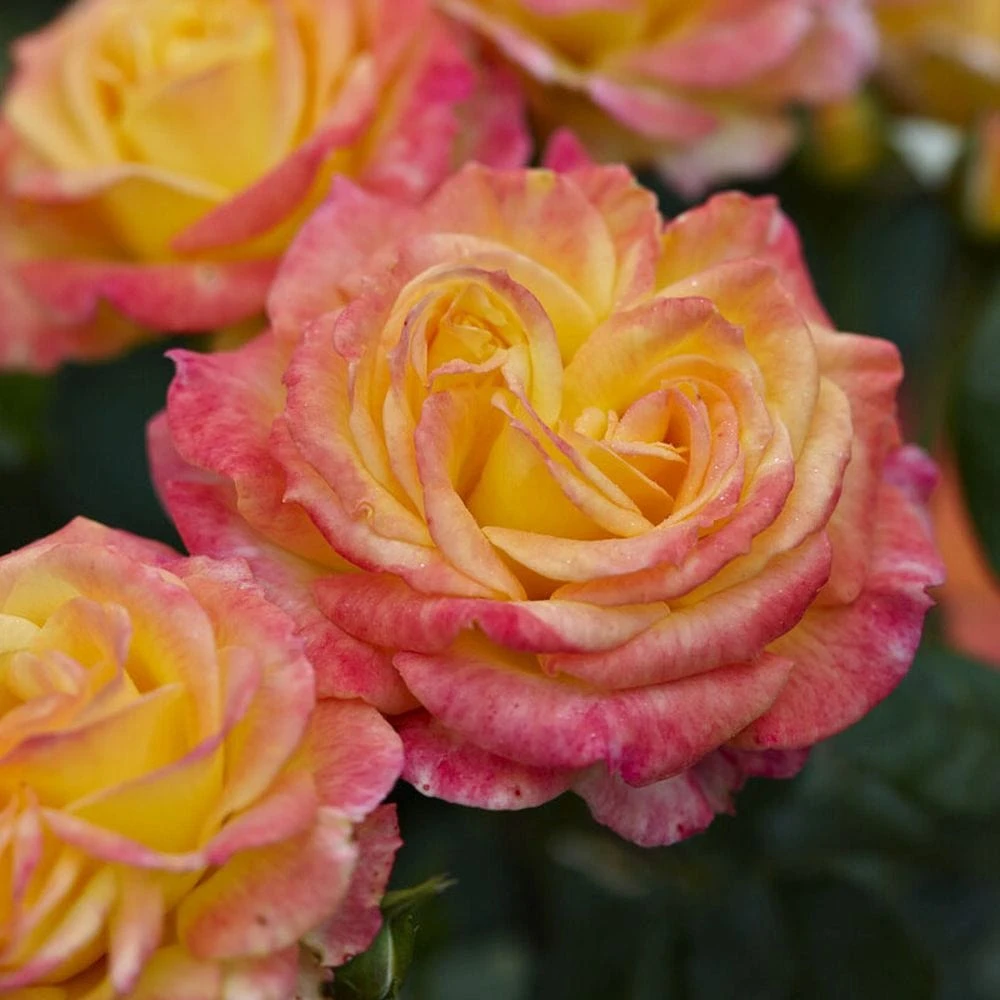 'Tequila Sunrise' Hybrid Tea Rose 3 'Tequila Sunrise' Hybrid Tea Rose