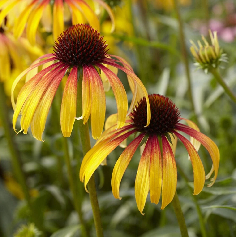 Echinacea 'Parrot' 3 Echinacea 'Parrot'