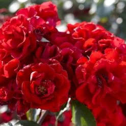 'Lest We Forget' Shrub Rose