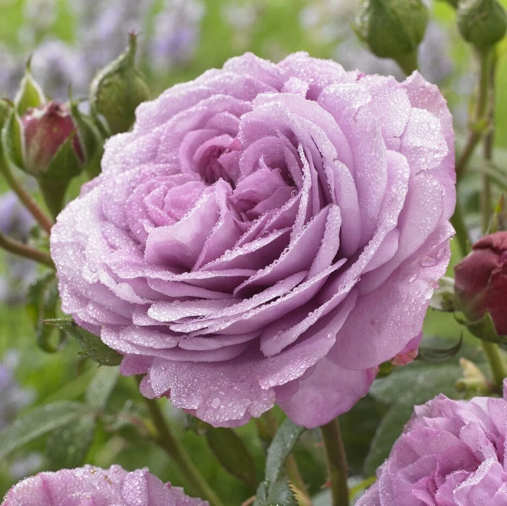 'Lavender Ice' Patio Shrub Rose 5 'Lavender Ice' Patio Shrub Rose - Image 3