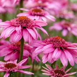 Echinacea 'SunSeekers Sweet Fuchsia'