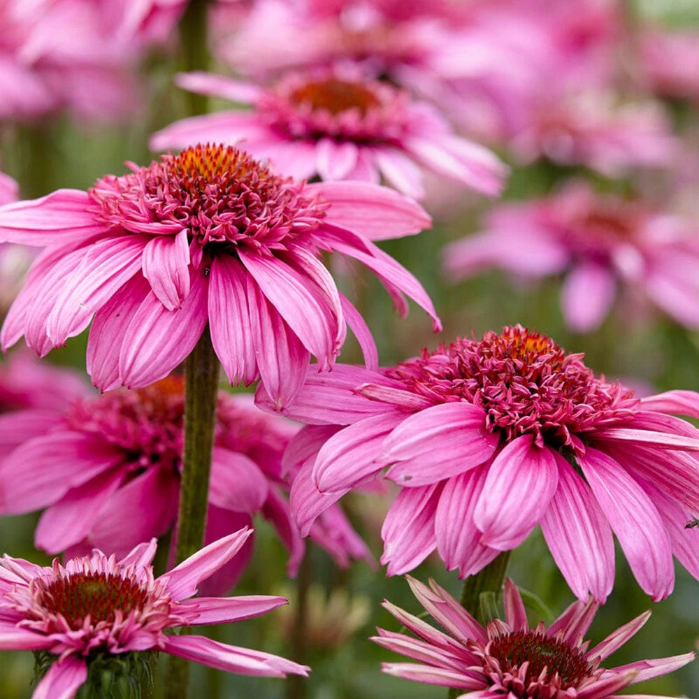 Echinacea 'SunSeekers Sweet Fuchsia' 3 Echinacea 'SunSeekers Sweet Fuchsia'