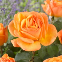'Parade Radmila' Patio Shrub Rose 6 'Parade Radmila' Patio Shrub Rose -Roots visi163626 radmila