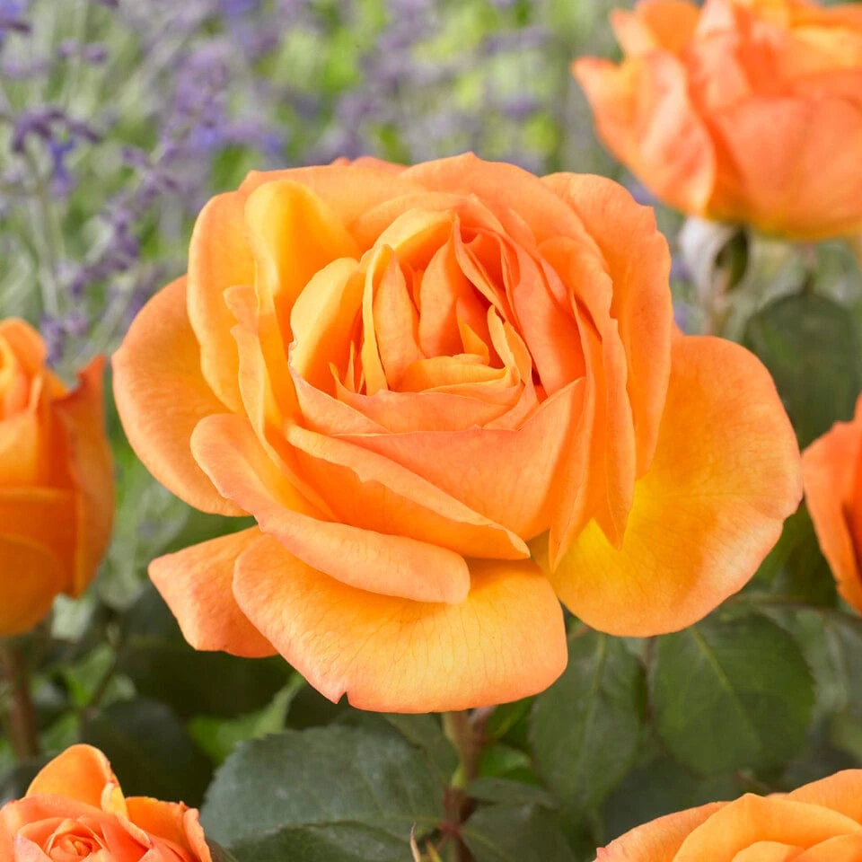 'Parade Radmila' Patio Shrub Rose 4 'Parade Radmila' Patio Shrub Rose - Image 2