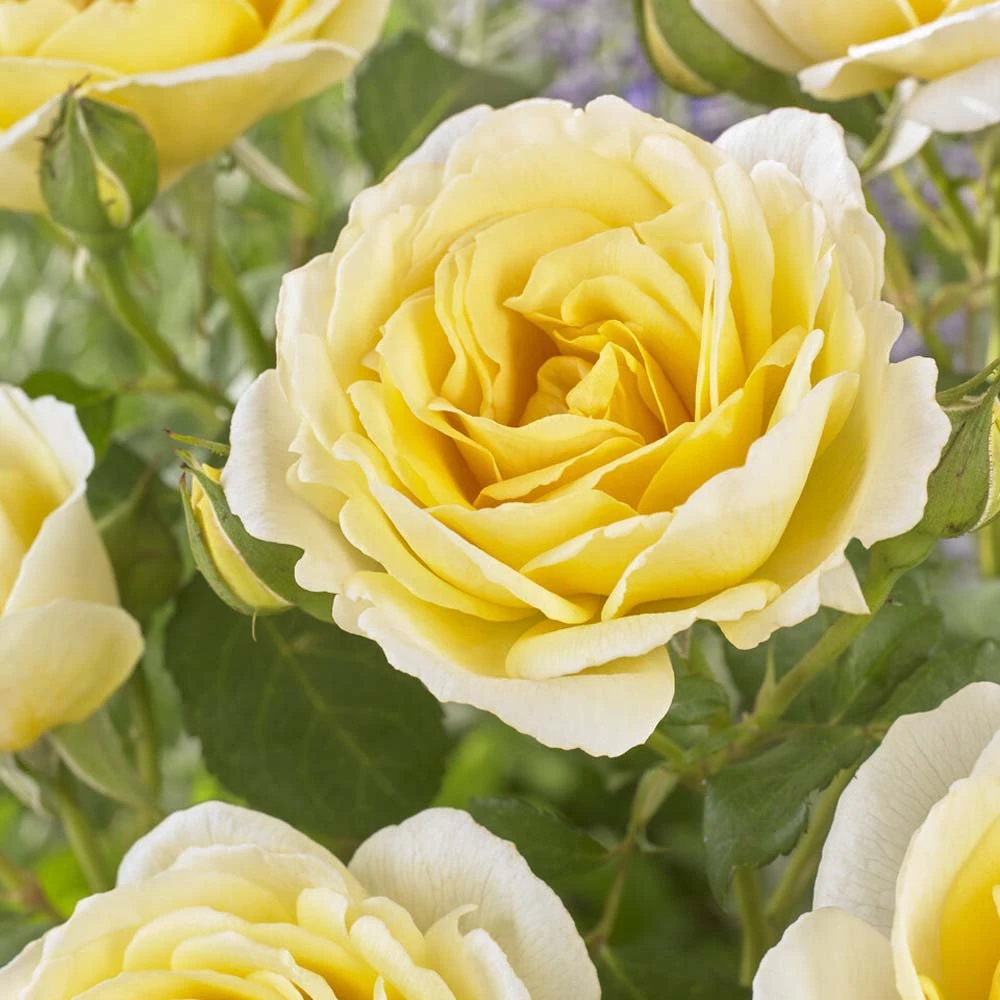 'Joyful Celebration' Hybrid Tea Rose 3 'Joyful Celebration' Hybrid Tea Rose