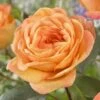 'Better Times ' Hybrid Tea Rose 1 'Better Times ' Hybrid Tea Rose -Roots visi163648 better times