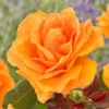 'Palace Fleur' Patio Shrub Rose 1 'Palace Fleur' Patio Shrub Rose -Roots visi163662 palace fleur