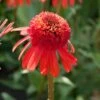 Echinacea 'Carrot Cake' 2 Echinacea 'Carrot Cake' -Roots visi164441 cake 7d4d3c7e 7e87 4437 99f6 23403538859d