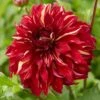 Dahlia Bohemian Spartacus -Roots visi166509 bohemian 7b77e5ba a2b0 4c79 99e4 d32ef6ebe23c
