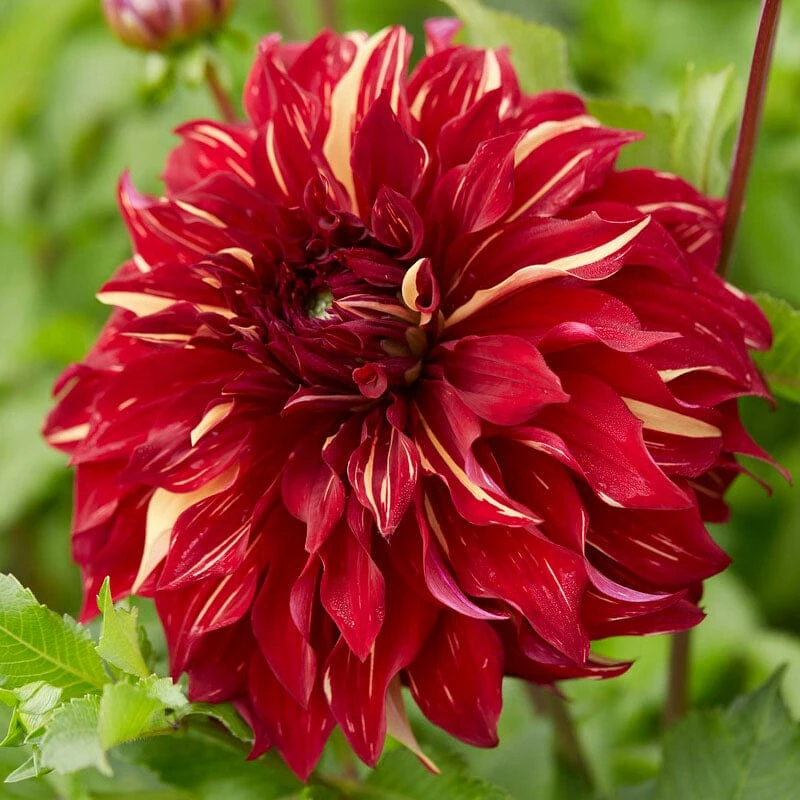Dahlia Bohemian Spartacus 3 Dahlia Bohemian Spartacus