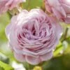 'Prince Jardinier' Floribunda Rose 1 'Prince Jardinier' Floribunda Rose -Roots visi176404 prince jardinier