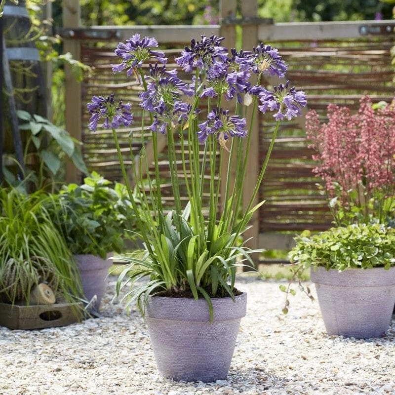 Agapanthus 'Poppin Purple' | 3L 5 Agapanthus 'Poppin Purple' | 3L - Image 3