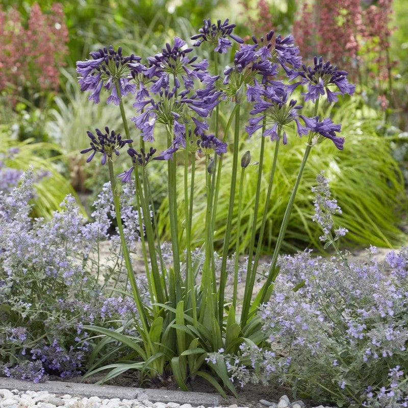 Agapanthus 'Poppin Purple' | 7.5L 4 Agapanthus 'Poppin Purple' | 7.5L - Image 2
