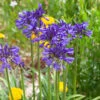 Agapanthus 'Navy Blue' | 7.5L 1 Agapanthus 'Navy Blue' | 7.5L -Roots visi184776 7478cd0f 7174 47eb 8d6c 2725e2b4a5d5