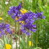 Agapanthus 'Navy Blue' | 3L 1 Agapanthus 'Navy Blue' | 3L -Roots visi184776 9826ea49 ae88 468b 9b7a 17f4b41379c9