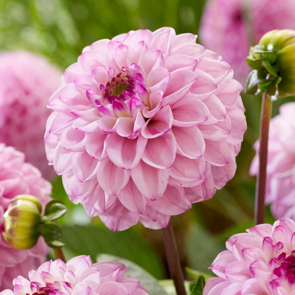 Dahlia 'Genova' 3 Dahlia 'Genova'