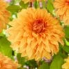 Dahlia Great Hercules 1 Dahlia Great Hercules -Roots visi200020 great hercules 2fe15f10 13b7 4c55 95b8 4eb422fd8d8b